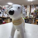 문화애견 이미지