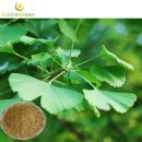 Ginkgo biloba Leaf Extract Powder 이미지