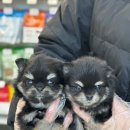 개린이집 이미지