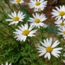 큰꽃지천 이미지