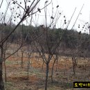 초록산등산로 이미지