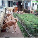 서열농장 이미지