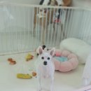 동글하개 이미지