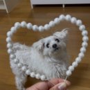 댕수무강 이미지