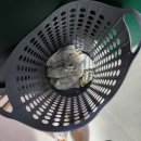 홍수환스타복싱(226) | [강남복싱] 홍수환스타복싱 스텝 잽 열일한 방문 후기