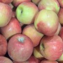 늘푸른 축산 | 매일 먹는 사과일수록 더 따져보게 되더라, 명절 최고의 과일 선물! 늘푸른뜰 국내산 고당도 사과