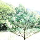 김상복 | 홍천 수타사 산소길