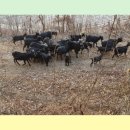 황금염소농장 이미지