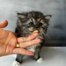 개린이집 강아지분양 고양이분양 전주본점 이미지