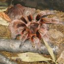 핑크 스파이더 이미지