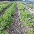 북부노인회관 앞 이미지