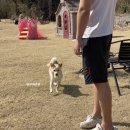 포도밭 댕댕이 펜션 이미지