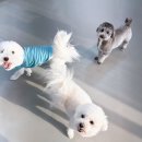 대청유치원 | 대구애견유치원 아이가 편안하게 적응한 후기