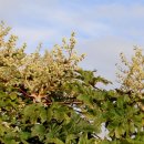 대왕수천 이미지