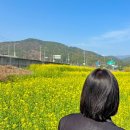 남해군농업기술센터 | [남해 여행] 남해 봄나들이 명소, 장평소류지(다초지) 벚꽃·유채꽃·개나리 3종 세트 실시간 방문 후기