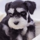 펫 갤러리아 이미지