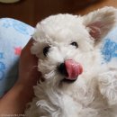 잘어울리개 이미지