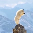 Snow Leopard’s Final Move 😳🐆🏔️ 이미지