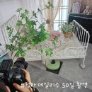 데일리수 | 인천 청라 스튜디오 데일리수 아기 50일 촬영 후기