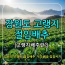 모실농장 | 2025 강원도고랭지절임배추20kg 주문 꿀팁｜평창·영월 절임배추 가격 한눈에!
