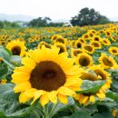 개화마을회관 | 함안 강주해바라기마을 축제 개화상황 6월 꽃축제 경남 꽃구경 명소 가볼만한곳