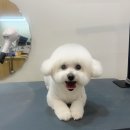 댕화살롱 이미지