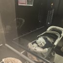 봉구애견미용샵 | 내돈내산｜평택 고덕 애견미용 ‘샵세데이’ 비숑 미용 후기