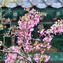 남미륵사 이미지