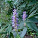 은판나비화장실 이미지