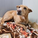 디테일 동물의료센터 이미지