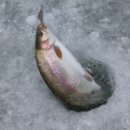 평창송어축제 이미지