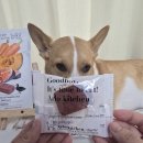 11650-16-173-18 | 강아지화식 알로키친 이뮨레드 2.0 거위소리 기관지 관리 후기