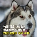 유구동물병원 | "자기가 치와와인 줄 알아요" 알래스칸 말라뮤트 성격 특징과 덩치만 큰 허당 순둥이 실체