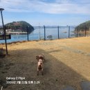 거제스페이스펜션 | 거제애견동반펜션 거제스페이스펜션에서 우리 댕댕이랑 힐링하고 온 후기