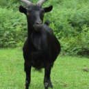 가월가물치 이미지