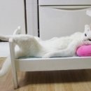 팔자좋은강아지 이미지