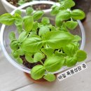 애플민트 티스토리
