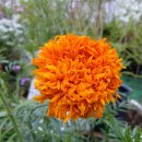 메리골드 이미지