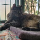 금동이네 이미지