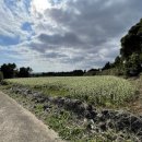 동광리-1 이미지