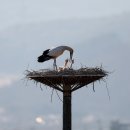 황새가족과 황새알 이미지