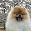 아소비진 강아지 모자 내돈내산 솔직리뷰