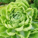 안이하우스 이미지