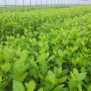 최용환농장 이미지