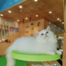 고양이카페 랙돌 이미지