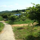 느티나무 할아버지 이미지