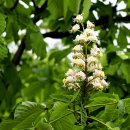 마로니에 이미지