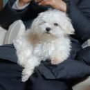 아름답개 이미지