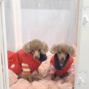 동아팬더아파트 이미지