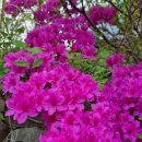 이삭 축산물 이미지